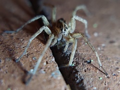 Tigrosa