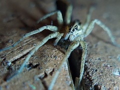 Tigrosa
