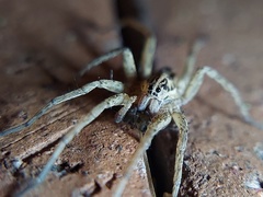 Tigrosa
