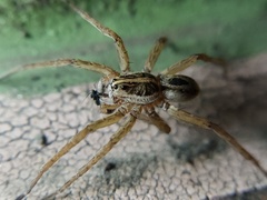 Tigrosa