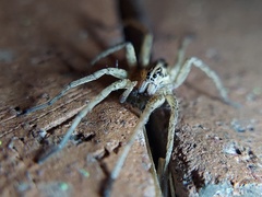 Tigrosa