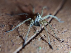 Tigrosa
