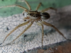 Tigrosa