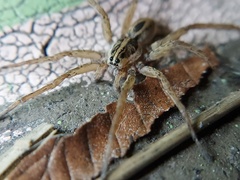 Tigrosa