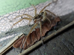 Tigrosa