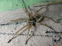 Tigrosa