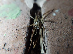 Tigrosa