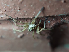 Tigrosa