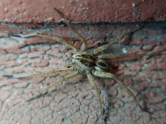 Tigrosa