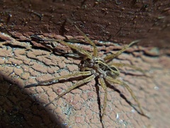 Tigrosa