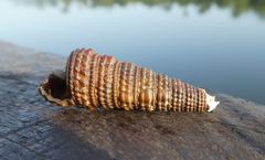 Tympanotonos fuscatus