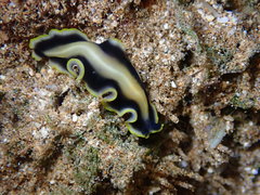 Pseudoceros paralaticlavus