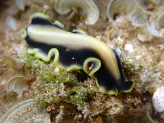 Pseudoceros paralaticlavus