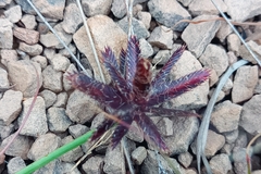 Cyperus semitrifidus