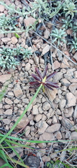 Cyperus semitrifidus