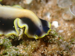 Pseudoceros paralaticlavus