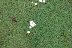 Zhuliangomyces
