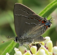 Satyrium favonius
