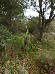 Fritillaria messanensis