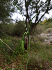 Fritillaria messanensis