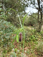 Fritillaria messanensis