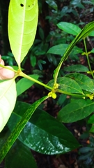 Ronabea latifolia