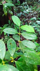 Ronabea latifolia