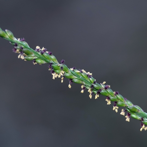 Entolasia marginata