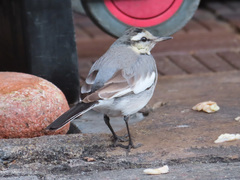 Motacilla alba lugens