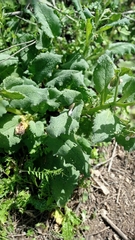 Symphytum brachycalyx