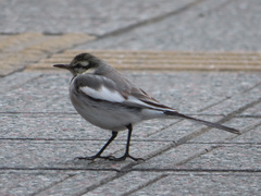 Motacilla alba lugens