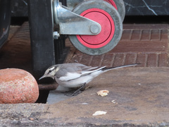 Motacilla alba lugens