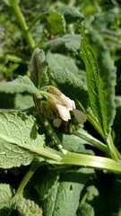 Symphytum brachycalyx