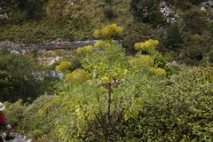 Notobubon galbanum