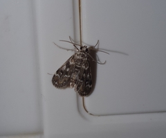 Elophila responsalis