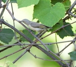 Thick-billed Flowerpecker (Pachyglossa agilis), photo 8