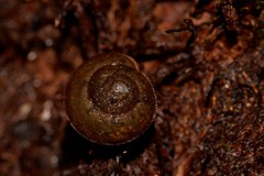 Austrochloritis wollemiensis