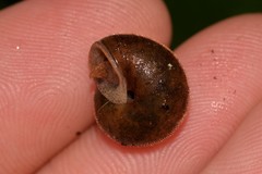 Austrochloritis wollemiensis