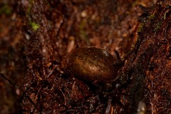 Austrochloritis wollemiensis