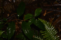 Celastrus subspicatus