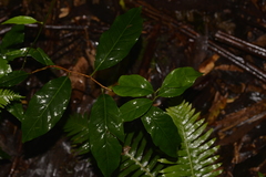 Celastrus subspicatus