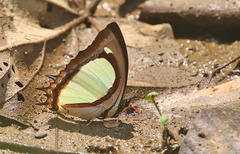 Polyura jalysus