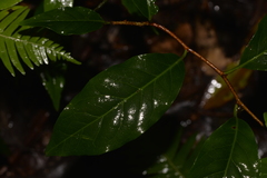 Celastrus subspicatus