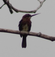 Brachygalba lugubris