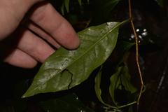 Celastrus subspicatus