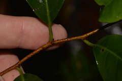 Celastrus subspicatus