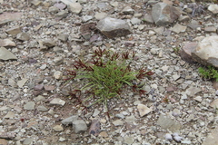 Cyperus semitrifidus