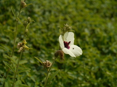Decaschistia trilobata