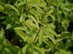 Decaschistia trilobata