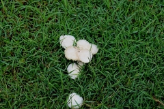 Zhuliangomyces